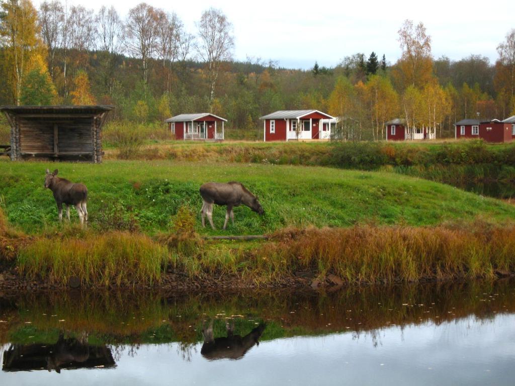 Klaraelvens Camping Stöllet Kültér fotó